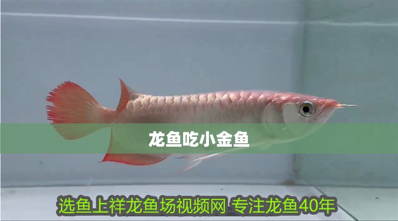 龍魚吃小金魚
