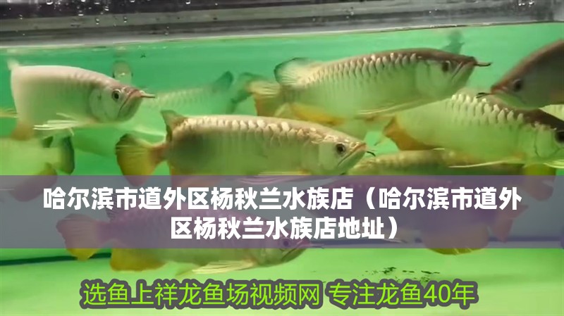哈爾濱市道外區楊秋蘭水族店（哈爾濱市道外區楊秋蘭水族店地址）
