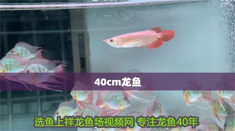 40cm龍魚