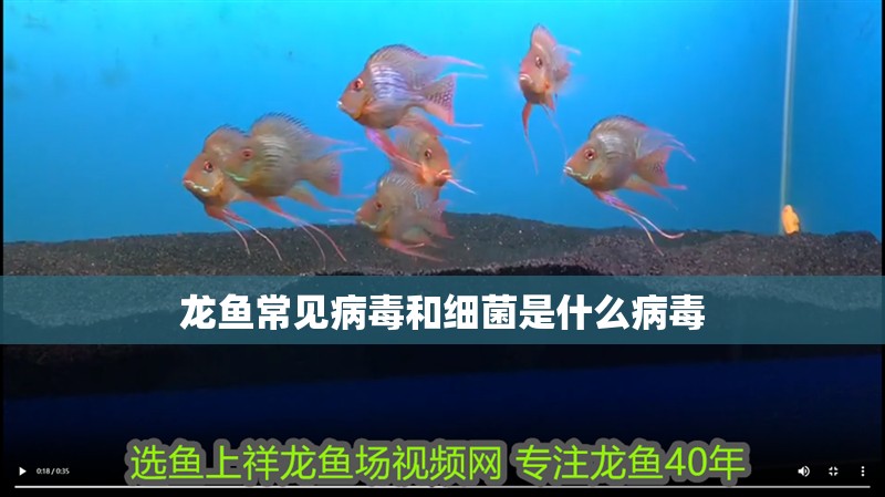 龍魚常見病毒和細菌是什么病毒