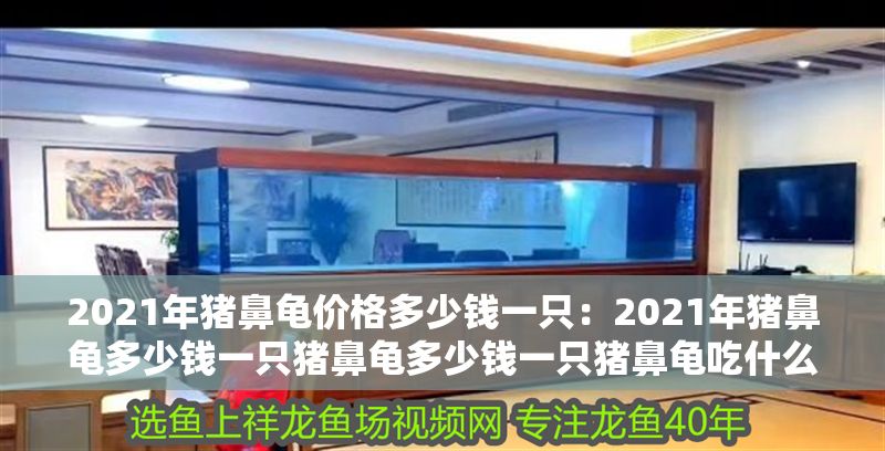 2021年豬鼻龜價格多少錢一只：2021年豬鼻龜多少錢一只豬鼻龜多少錢一只豬鼻龜吃什么