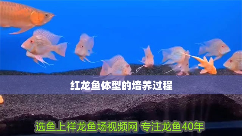紅龍魚體型的培養(yǎng)過程