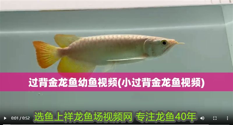 過背金龍魚幼魚視頻(小過背金龍魚視頻)