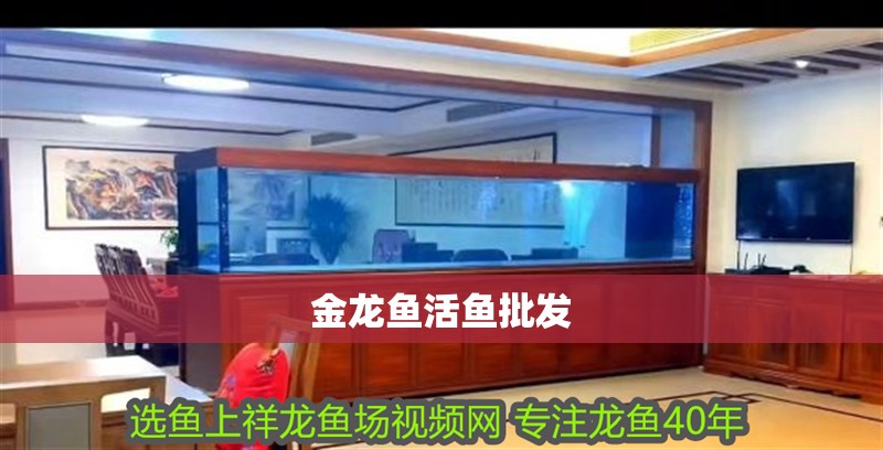 金龍魚活魚批發