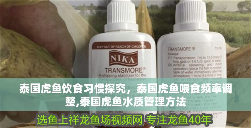 泰國虎魚飲食習慣探究，泰國虎魚喂食頻率調(diào)整,泰國虎魚水質(zhì)管理方法 泰國虎魚飲食習慣探究，泰國虎魚喂食頻率調(diào)整,泰國虎魚水質(zhì)管理方法 虎魚百科 第1張