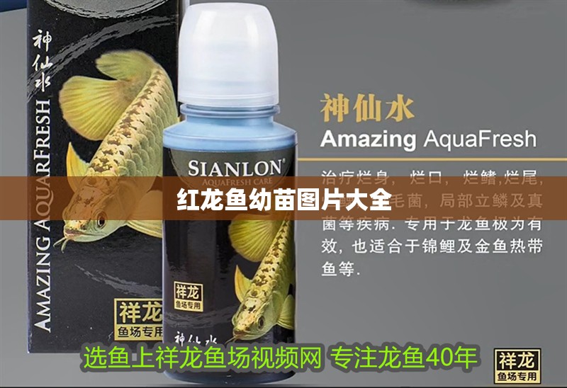 紅龍魚幼苗圖片大全
