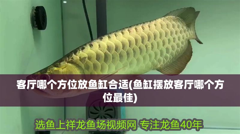 客廳哪個方位放魚缸合適(魚缸擺放客廳哪個方位最佳)