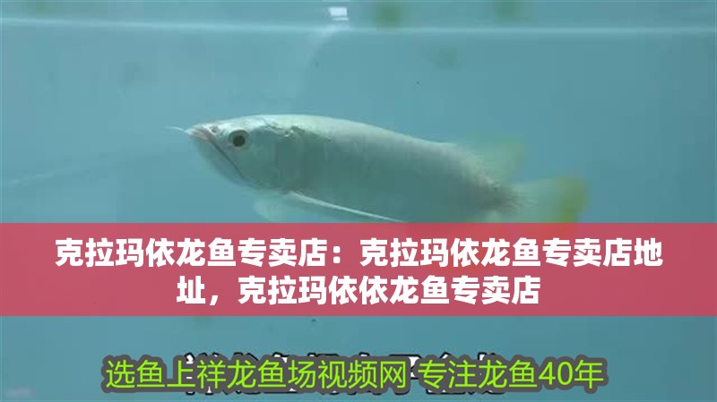 克拉瑪依龍魚專賣店：克拉瑪依龍魚專賣店地址，克拉瑪依依龍魚專賣店