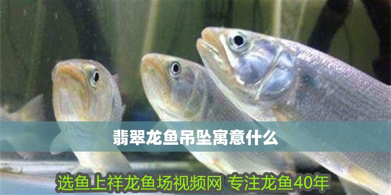 翡翠龍魚吊墜寓意什么