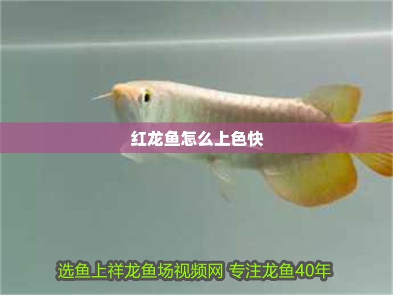紅龍魚怎么上色快