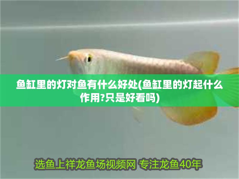 魚缸里的燈對魚有什么好處(魚缸里的燈起什么作用?只是好看嗎)