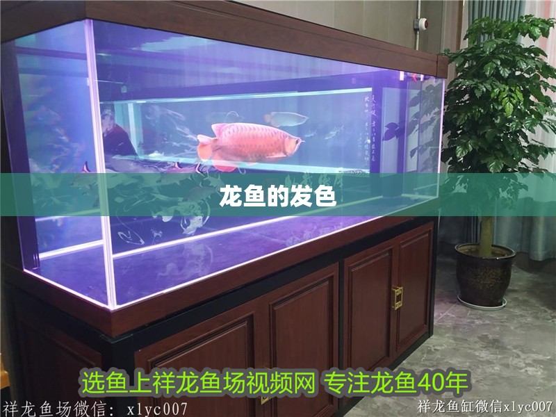 龍魚的發色