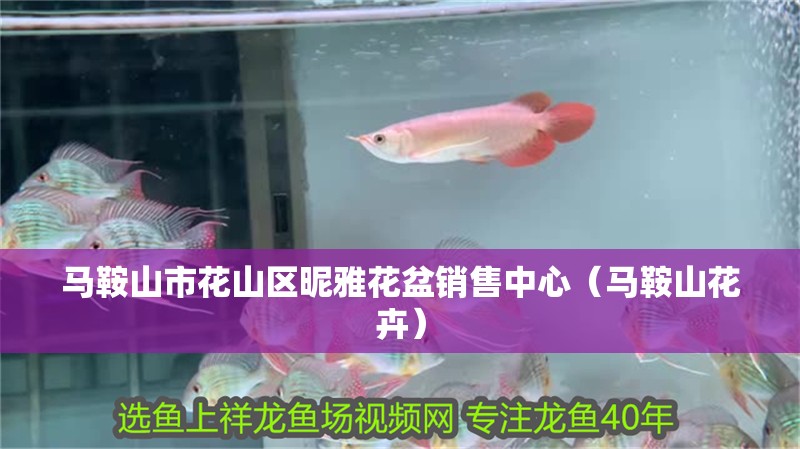 詳細閱讀:馬鞍山市花山區昵雅花盆銷售中心(馬鞍山花卉) 馬鞍山市花山區昵雅花盆銷售中心(馬鞍山花卉)