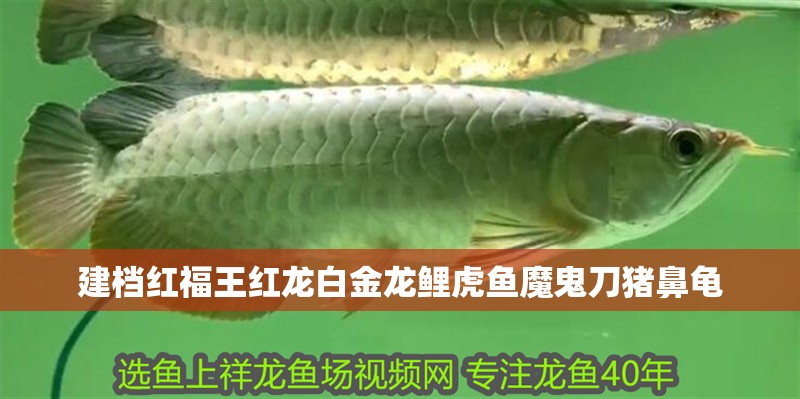 建檔紅福王紅龍白金龍鯉虎魚魔鬼刀豬鼻龜