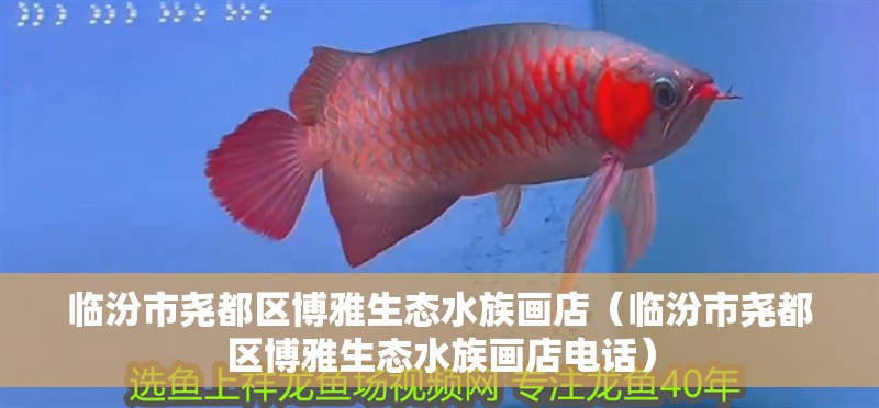 臨汾市堯都區博雅生態水族畫店（臨汾市堯都區博雅生態水族畫店電話）