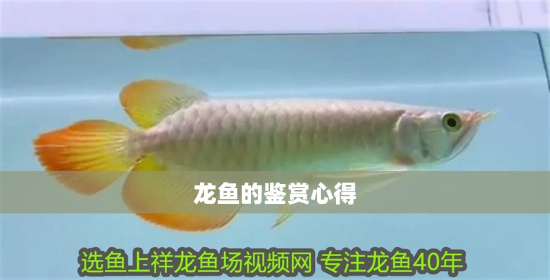 龍魚的鑒賞心得