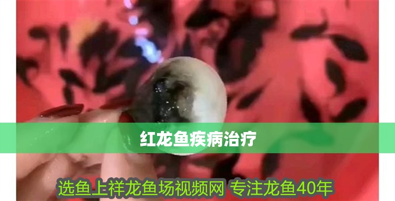 紅龍魚疾病治療