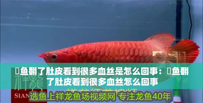 魟魚翻了肚皮看到很多血絲是怎么回事：魟魚翻了肚皮看到很多血絲怎么回事