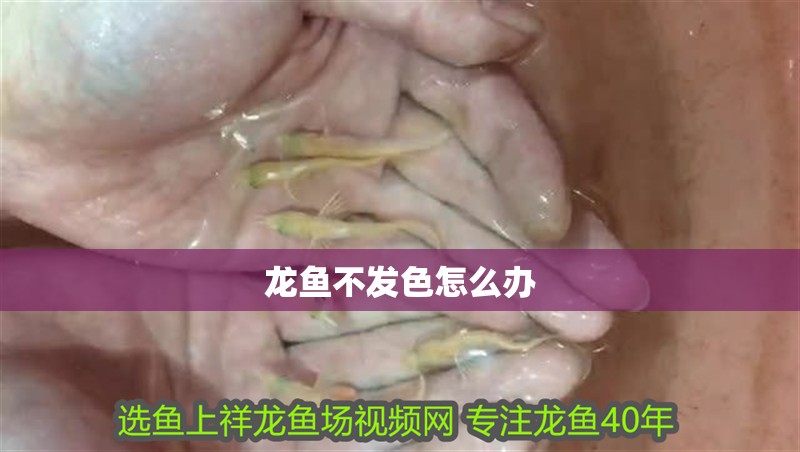 龍魚不發色怎么辦