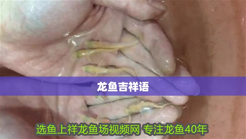 龍魚吉祥語
