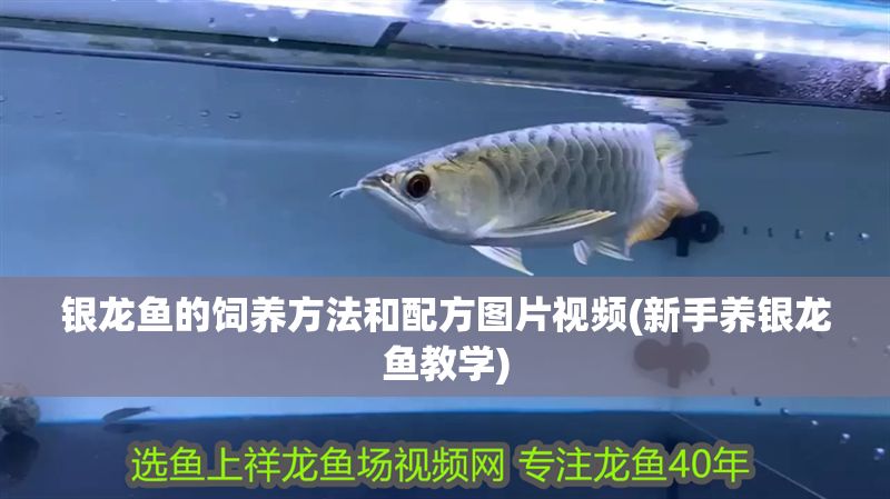 銀龍魚的飼養方法和配方圖片視頻(新手養銀龍魚教學) 銀龍魚的飼養方法和配方圖片視頻(新手養銀龍魚教學) 銀龍魚百科 第1張