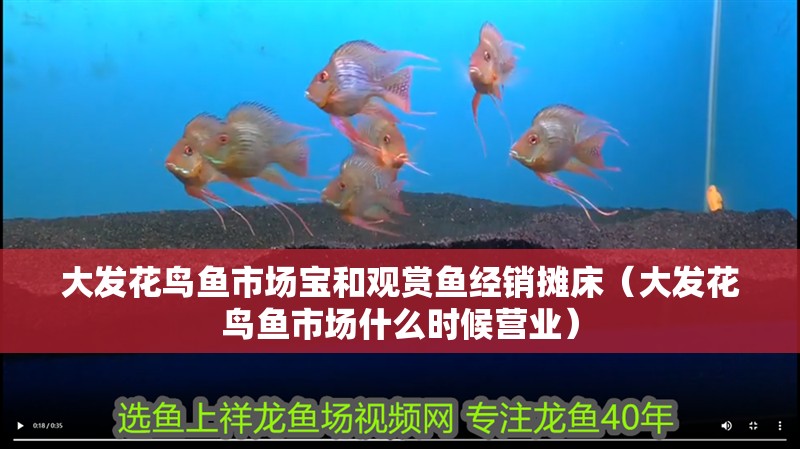 大發花鳥魚市場寶和觀賞魚經銷攤床（大發花鳥魚市場什么時候營業）