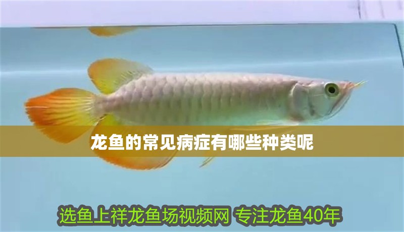龍魚的常見病癥有哪些種類呢