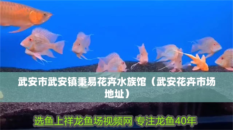 武安市武安鎮秉易花卉水族館（武安花卉市場地址） 武安市武安鎮秉易花卉水族館（武安花卉市場地址） 全國水族館企業名錄 第2張