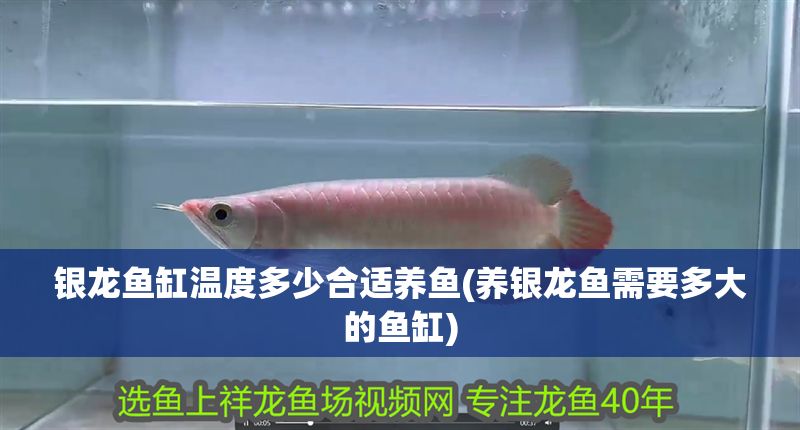 銀龍魚缸溫度多少合適養(yǎng)魚(養(yǎng)銀龍魚需要多大的魚缸)