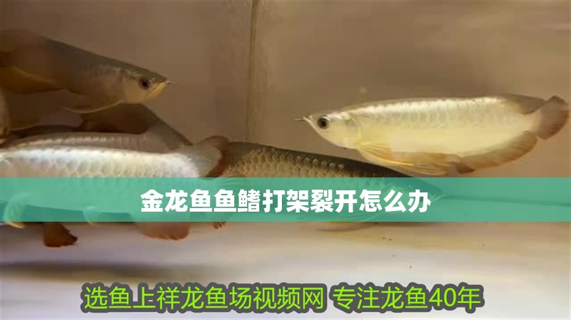 金龍魚魚鰭打架裂開怎么辦