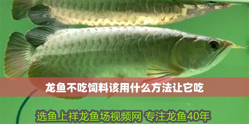龍魚不吃飼料該用什么方法讓它吃