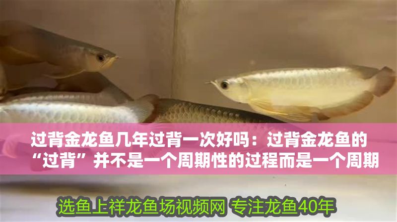 過背金龍魚幾年過背一次好嗎：過背金龍魚的“過背”并不是一個周期性的過程而是一個周期性的過程