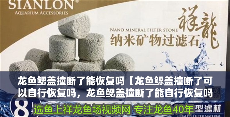 龍魚鰓蓋撞斷了能恢復嗎【龍魚鰓蓋撞斷了可以自行恢復嗎，龍魚鰓蓋撞斷了能自行恢復嗎】