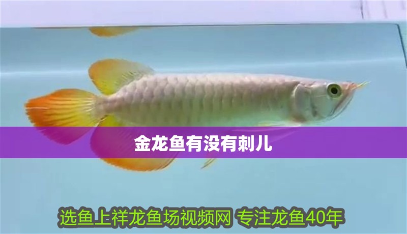金龍魚有沒有刺兒