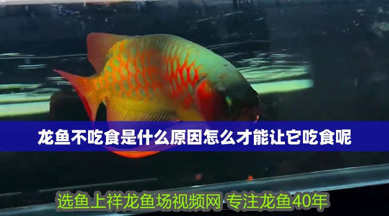 龍魚不吃食是什么原因怎么才能讓它吃食呢