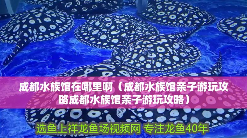 成都水族館在哪里啊（成都水族館親子游玩攻略成都水族館親子游玩攻略）