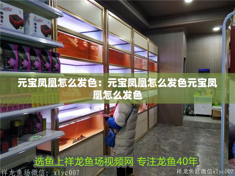 元寶鳳凰怎么發(fā)色：元寶鳳凰怎么發(fā)色元寶鳳凰怎么發(fā)色