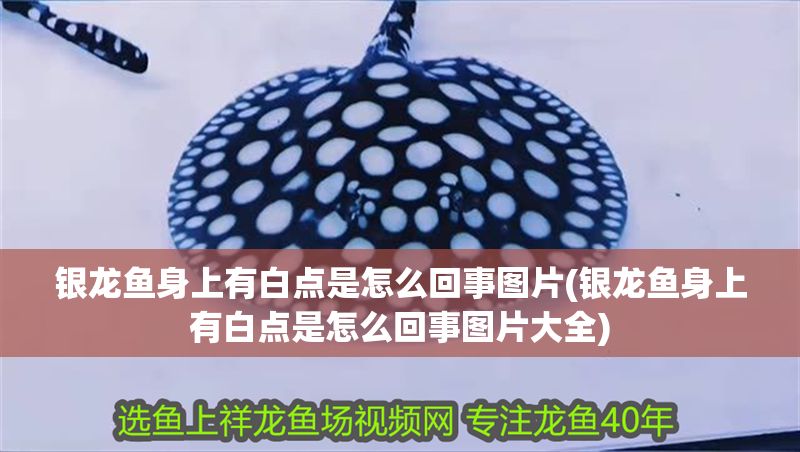 銀龍魚身上有白點(diǎn)是怎么回事圖片(銀龍魚身上有白點(diǎn)是怎么回事圖片大全)