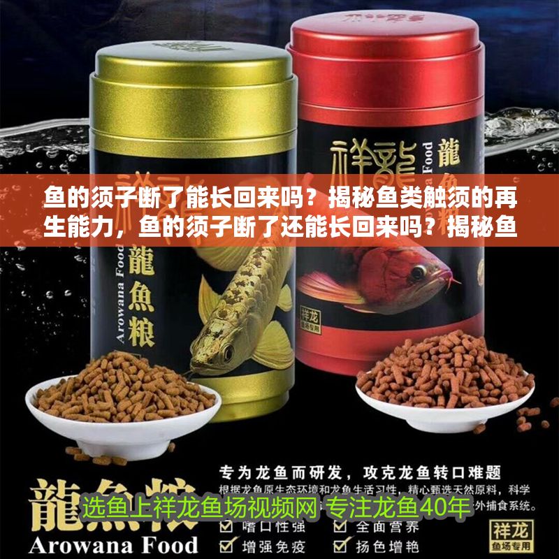 魚的須子斷了能長回來嗎？揭秘魚類觸須的再生能力，魚的須子斷了還能長回來嗎？揭秘魚類觸須的再生秘密