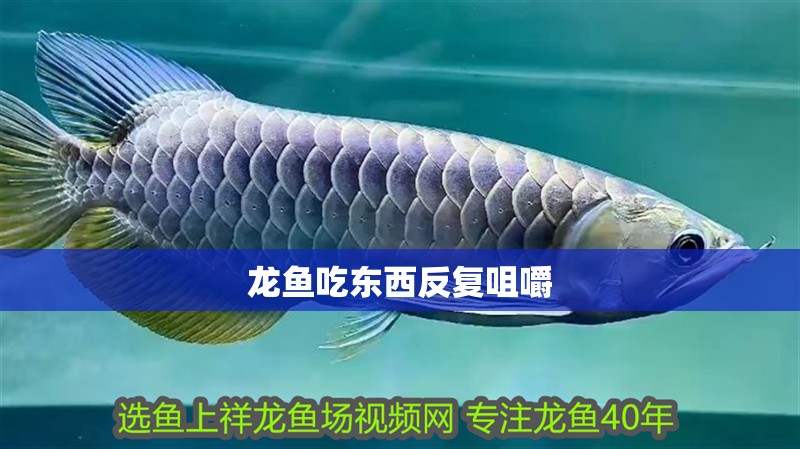 龍魚吃東西反復(fù)咀嚼 龍魚百科 第2張 龍魚吃東西反復(fù)咀嚼 龍魚吃東西反復(fù)咀嚼 龍魚百科 第2張