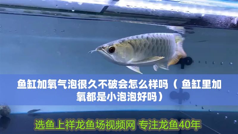 魚缸加氧氣泡很久不破會怎么樣嗎（ 魚缸里加氧都是小泡泡好嗎）