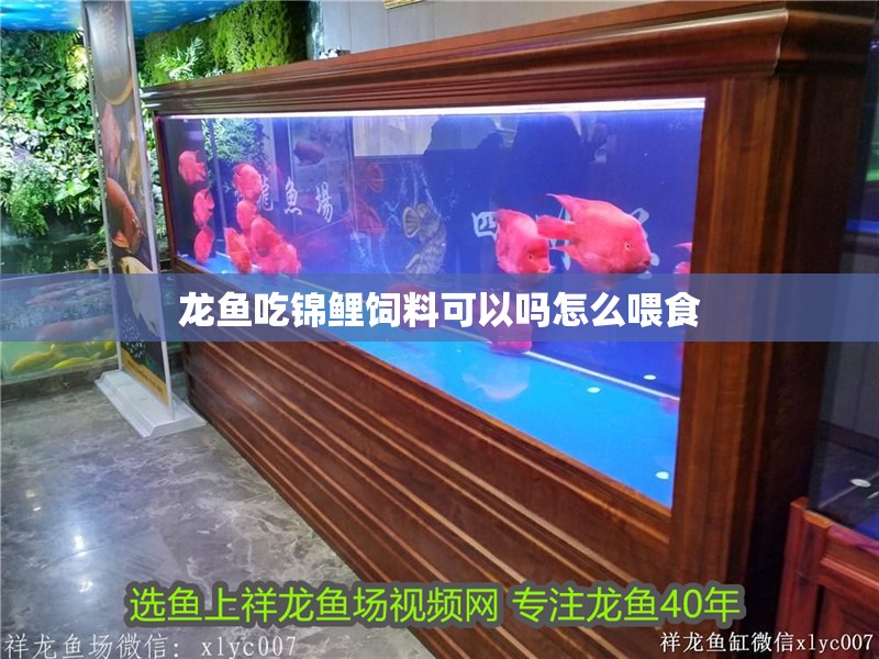 龍魚吃錦鯉飼料可以嗎怎么喂食