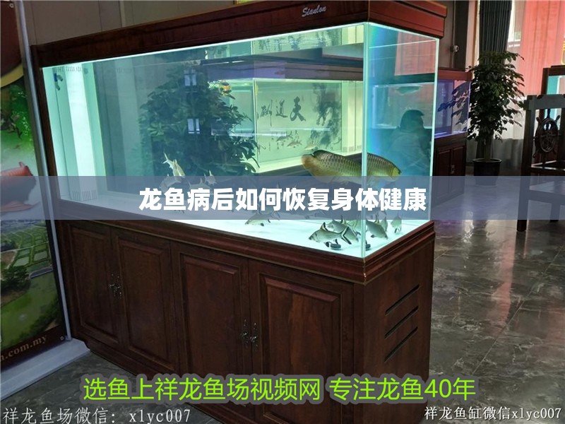 龍魚病后如何恢復身體健康 龍魚病后如何恢復身體健康 龍魚百科 第2張