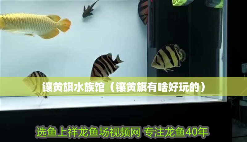 鑲黃旗水族館（鑲黃旗有啥好玩的）