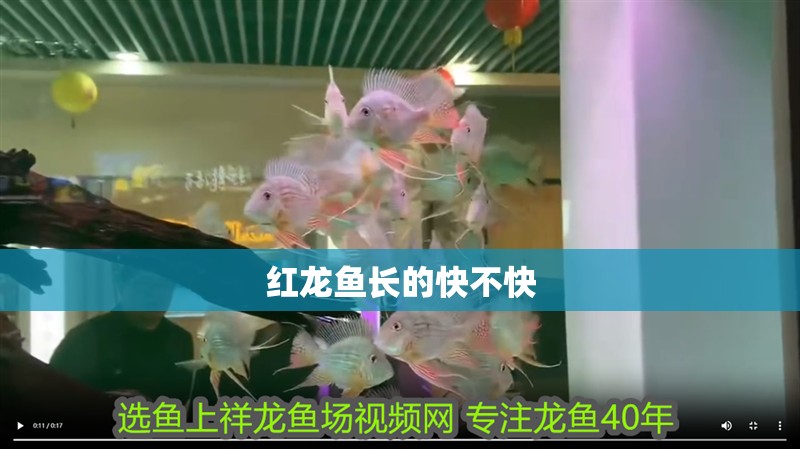 紅龍魚長的快不快