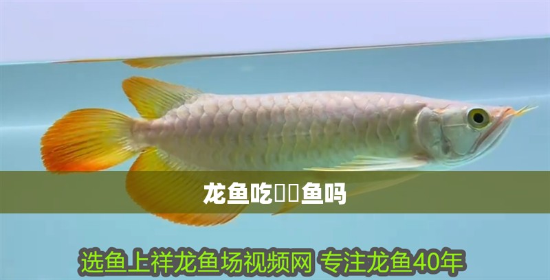 龍魚吃鳑鲏魚嗎