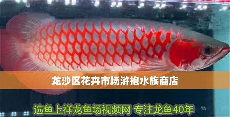龍沙區(qū)花卉市場滸抱水族商店