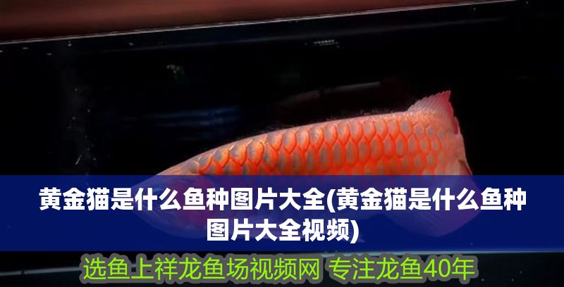 黃金貓是什么魚種圖片大全(黃金貓是什么魚種圖片大全視頻)