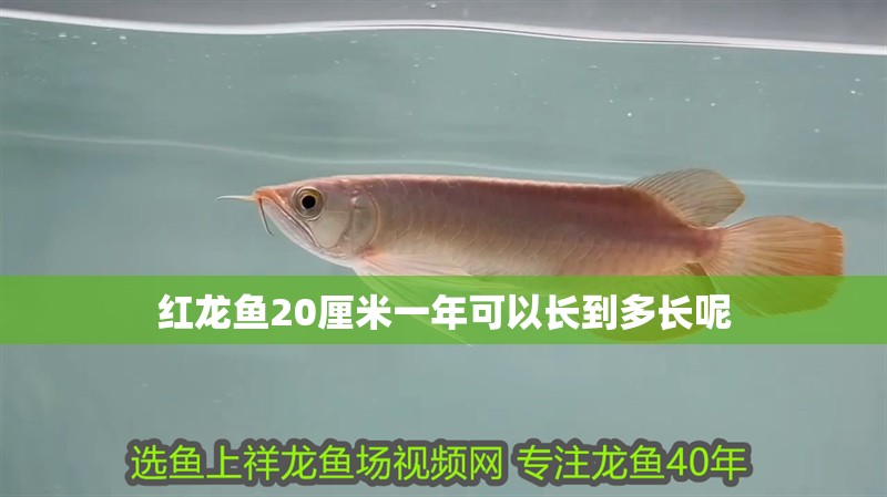 紅龍魚20厘米一年可以長到多長呢 紅龍魚20厘米一年可以長到多長呢 龍魚百科 第2張