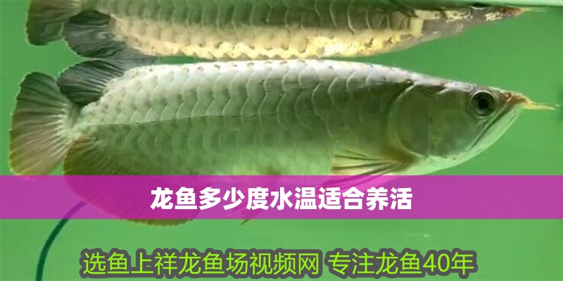 龍魚(yú)多少度水溫適合養(yǎng)活